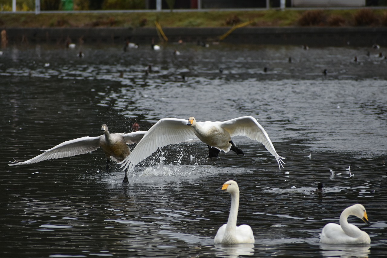 animal  lake  waterside free photo