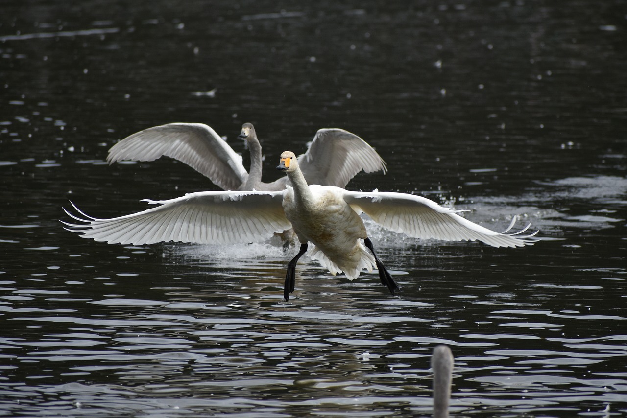 animal  lake  waterside free photo