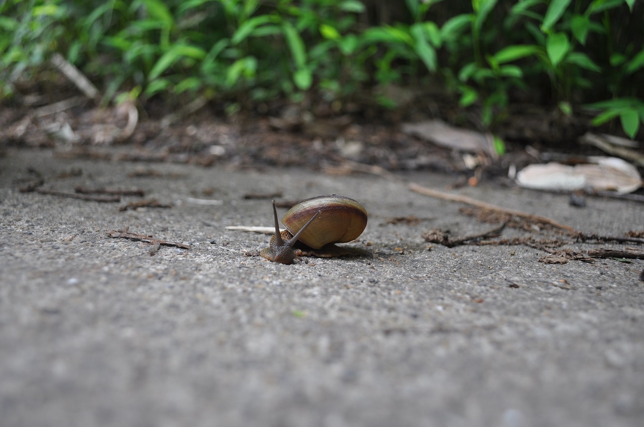 snail animal forest free photo