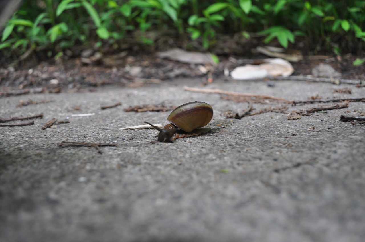 snail animal forest free photo