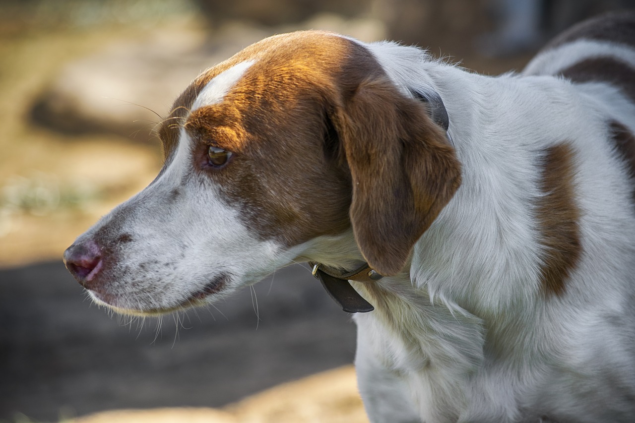 animal  dog  domestic free photo