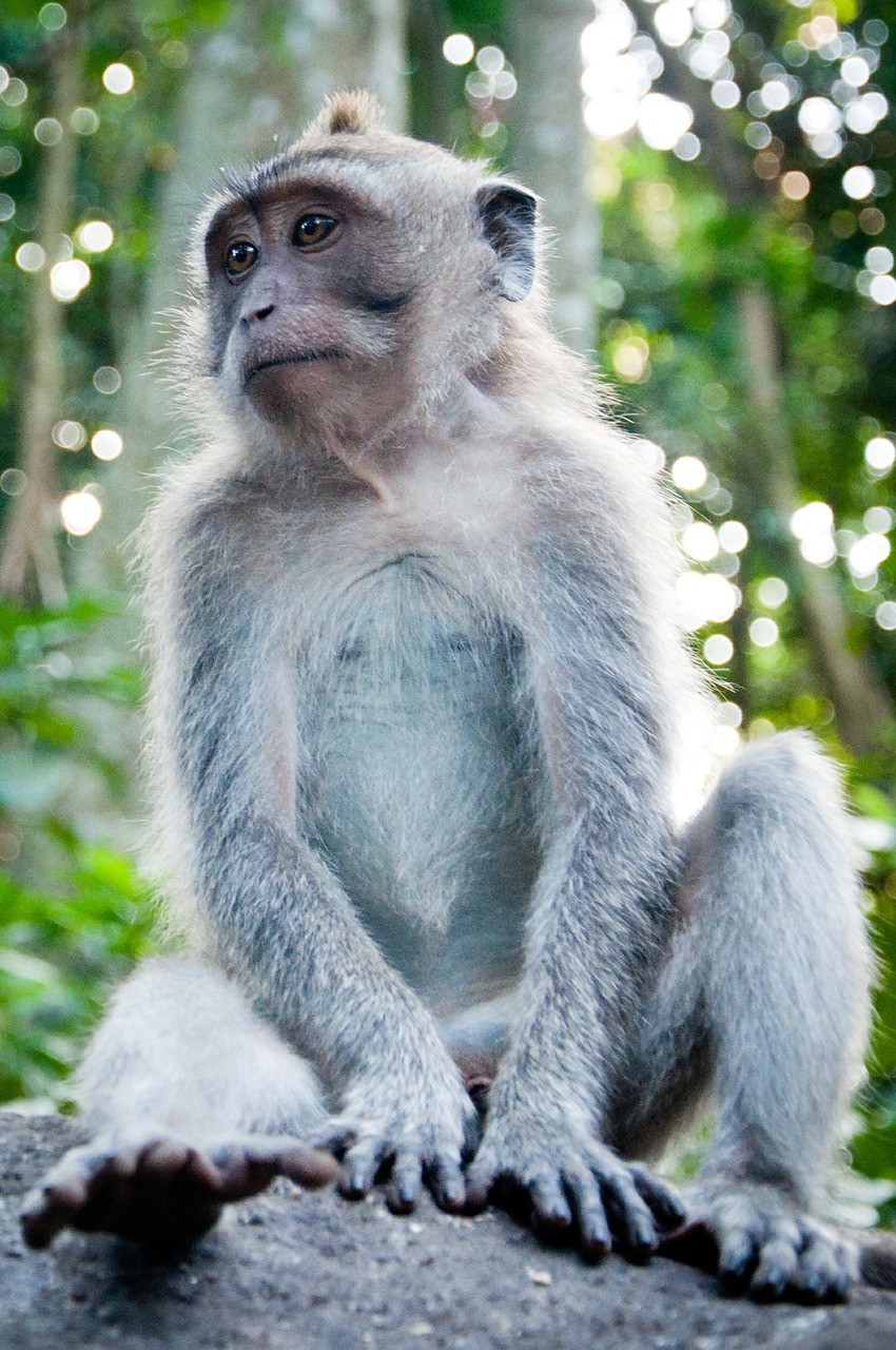 animal monkey forest free photo