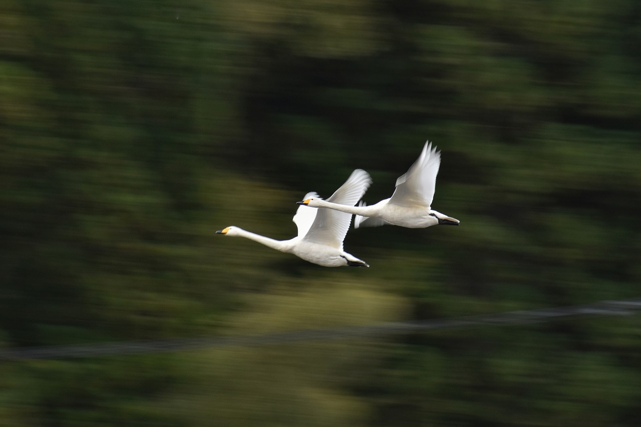 animal  forest  bird free photo