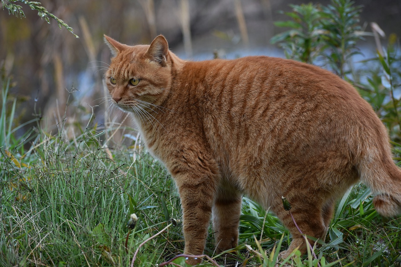 animal  walk  promenade free photo