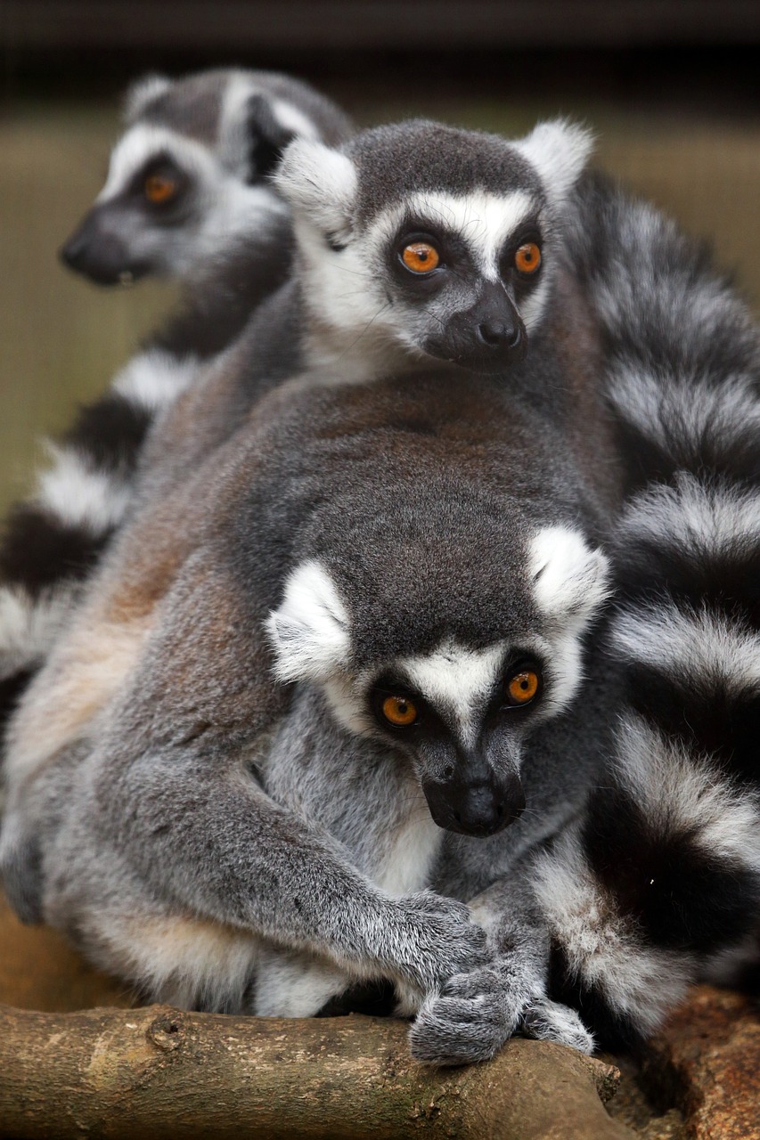 animal  lemur  wild animals free photo