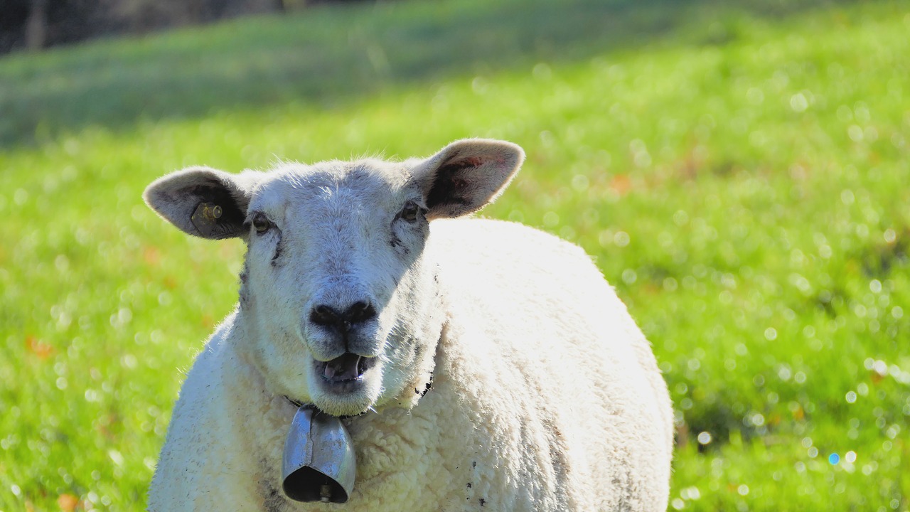 animal  sheep  nature free photo