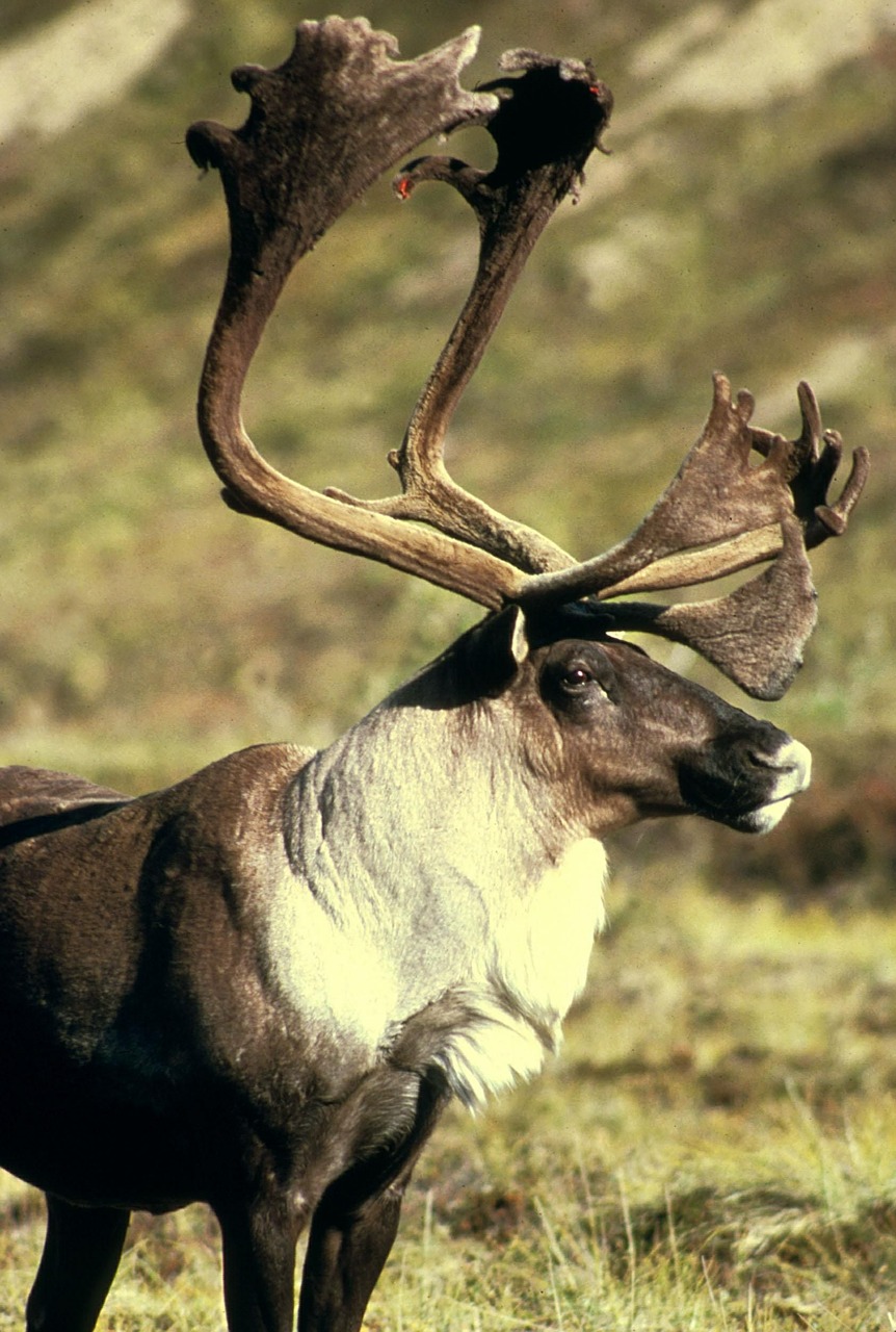 animal elk reindeer free photo
