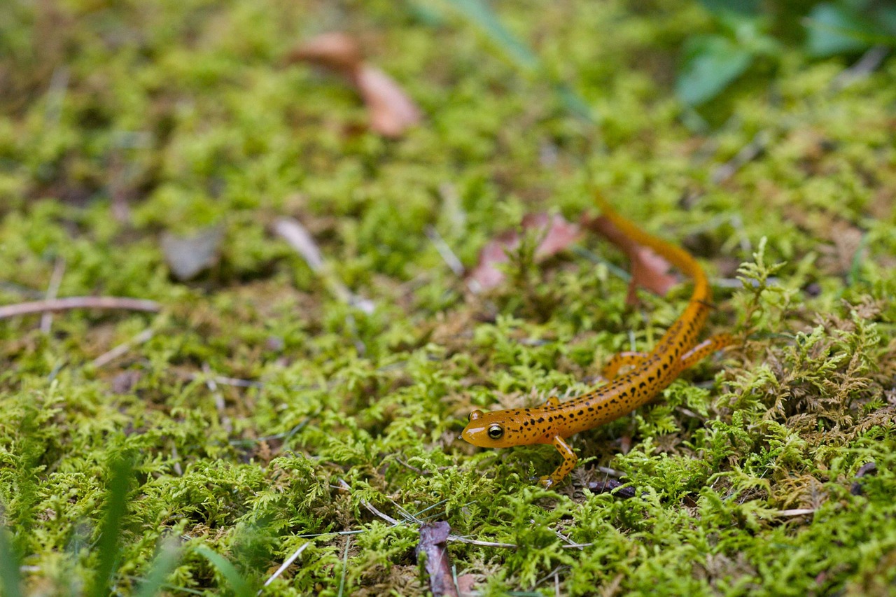 animal amphibian salamander free photo