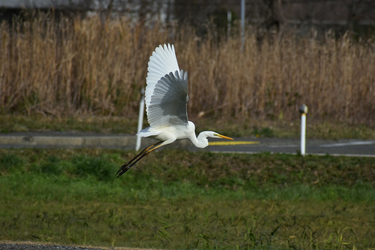 animal  road  promenade free photo