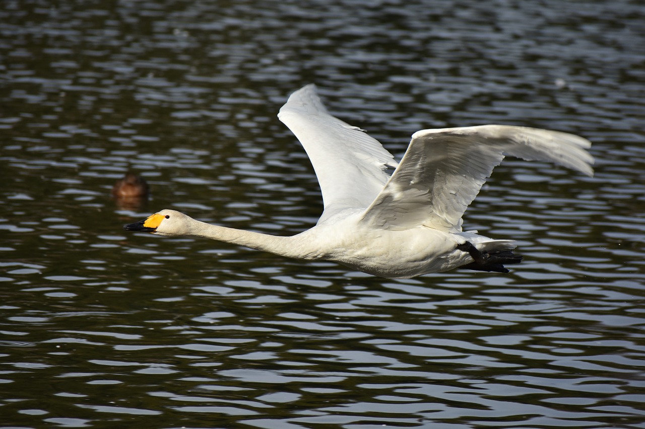 animal  lake  waterside free photo