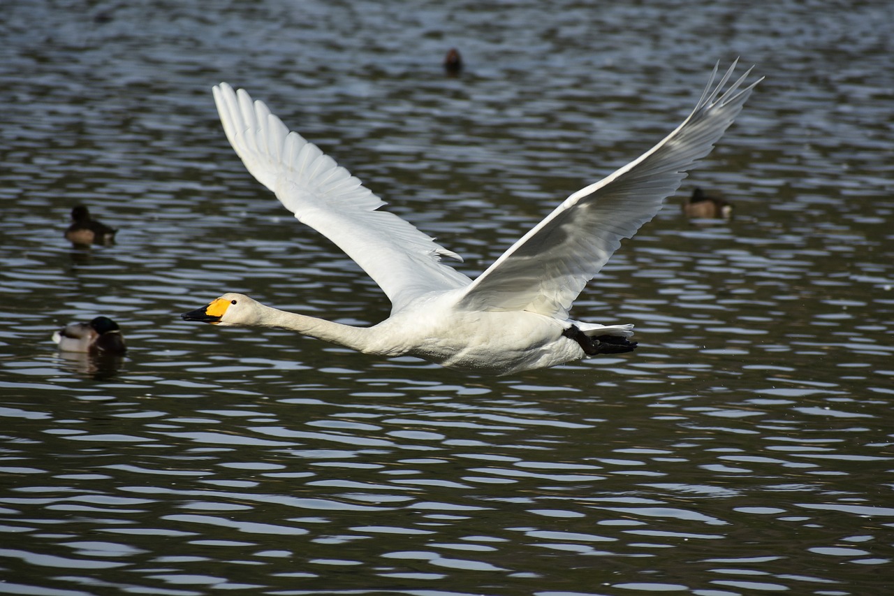 animal  lake  waterside free photo