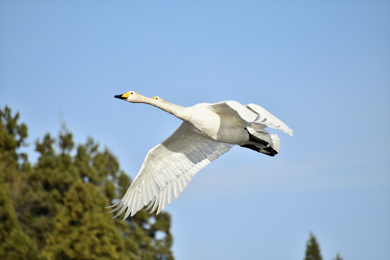 animal  sky  forest free photo