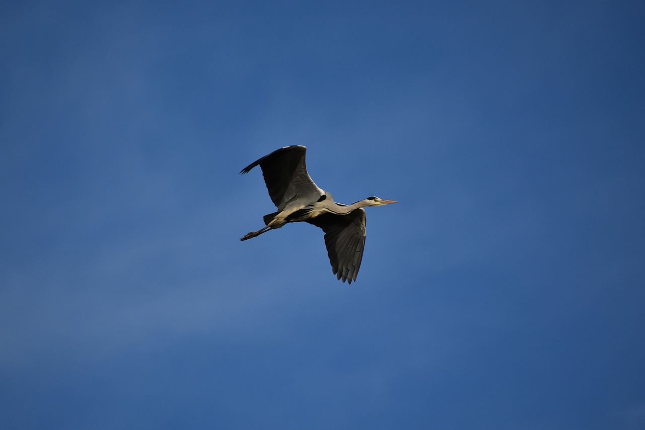 animal  sky  bird free photo