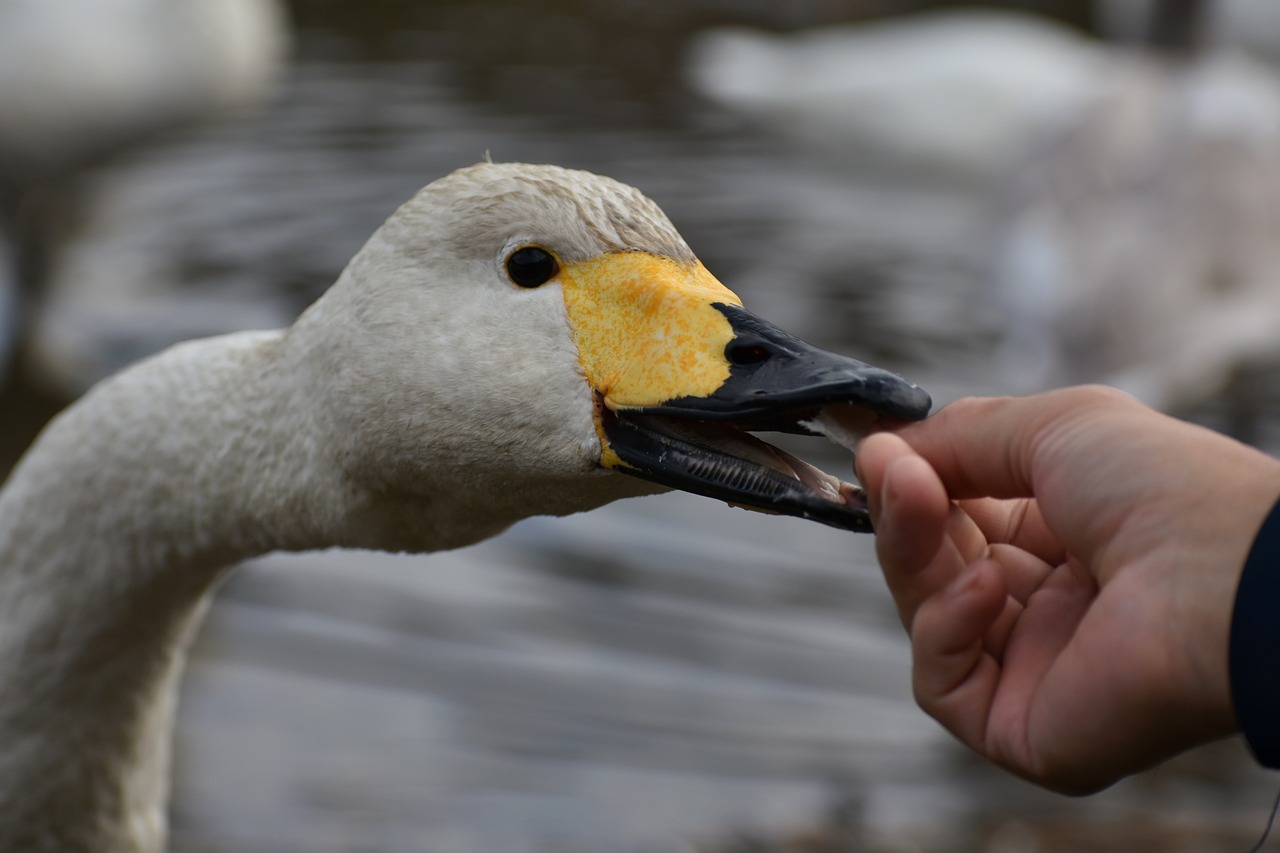 animal  lake  waterside free photo