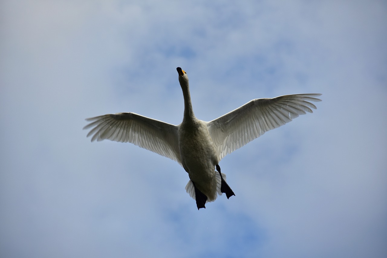 animal  sky  bird free photo