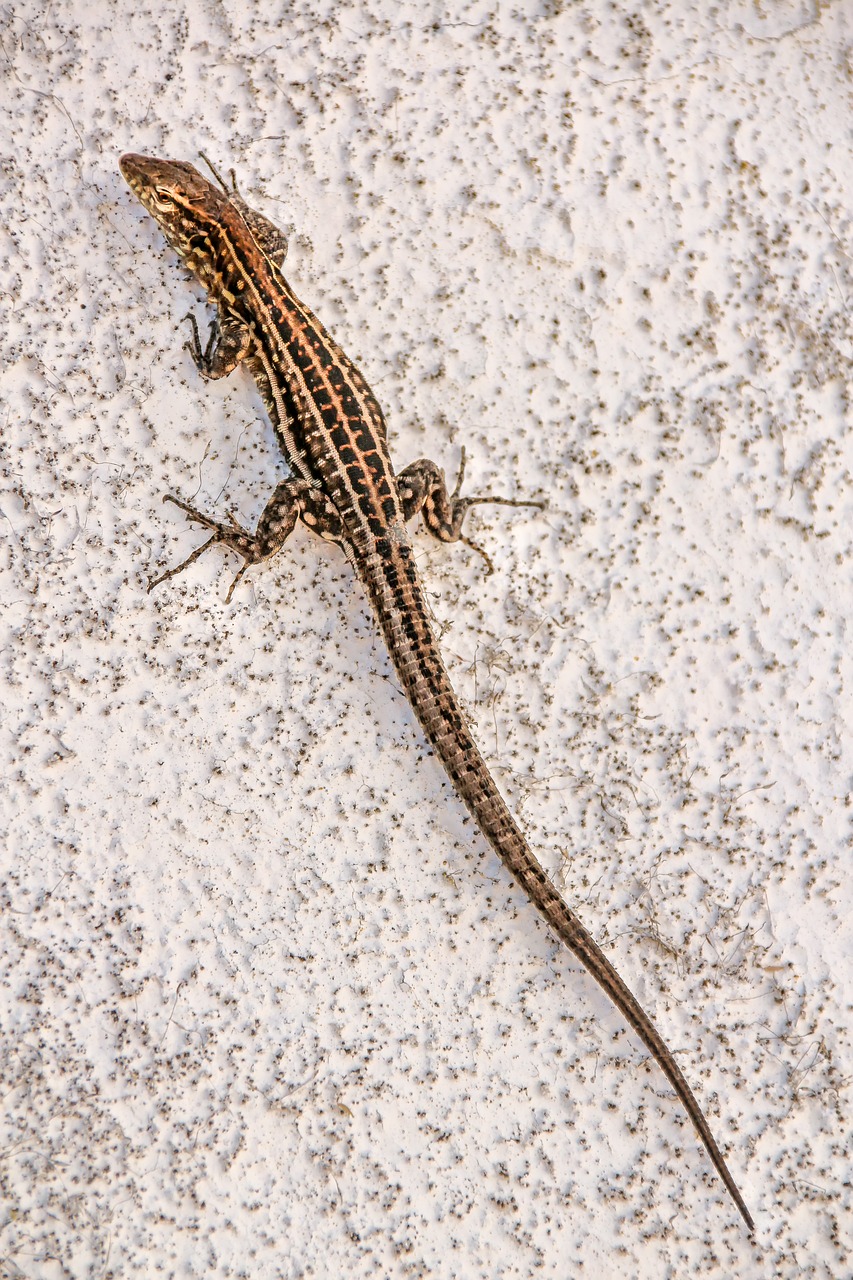 animal  nature  lizard free photo