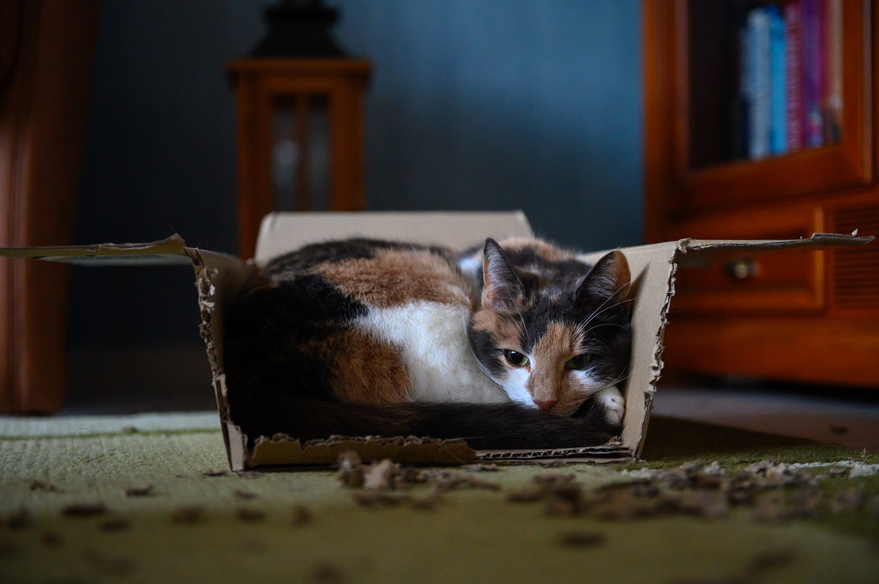 animal  cat  cardboard free photo
