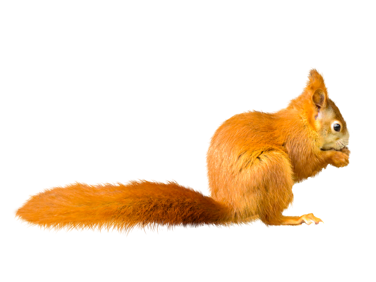 animal  squirrel  possierlich free photo