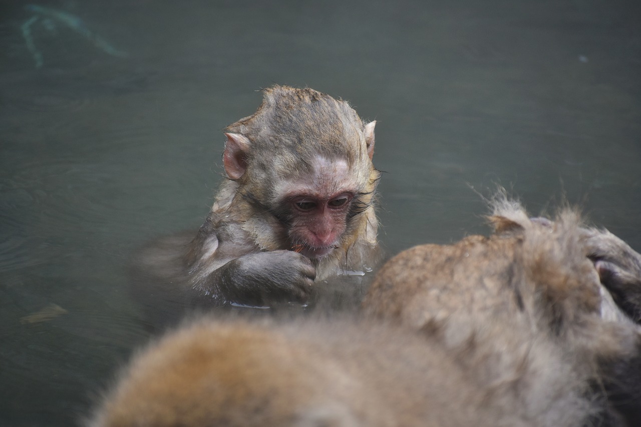 animal  monkey  baby japanese macaque eating leaves free photo