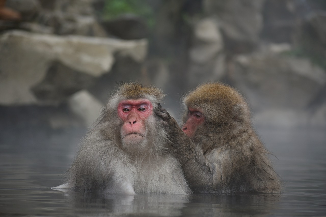 animal  monkey  baby japanese macaque eating leaves free photo