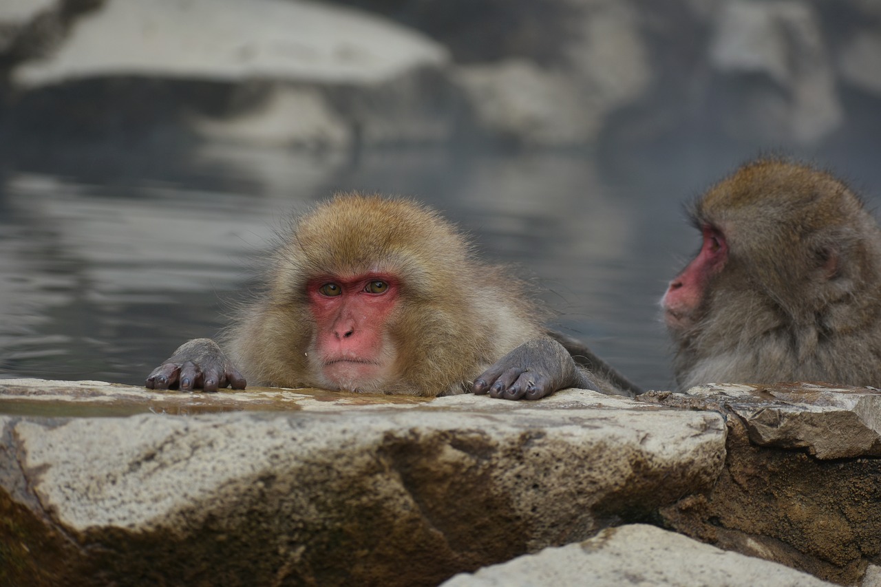 animal  monkey  baby japanese macaque eating leaves free photo