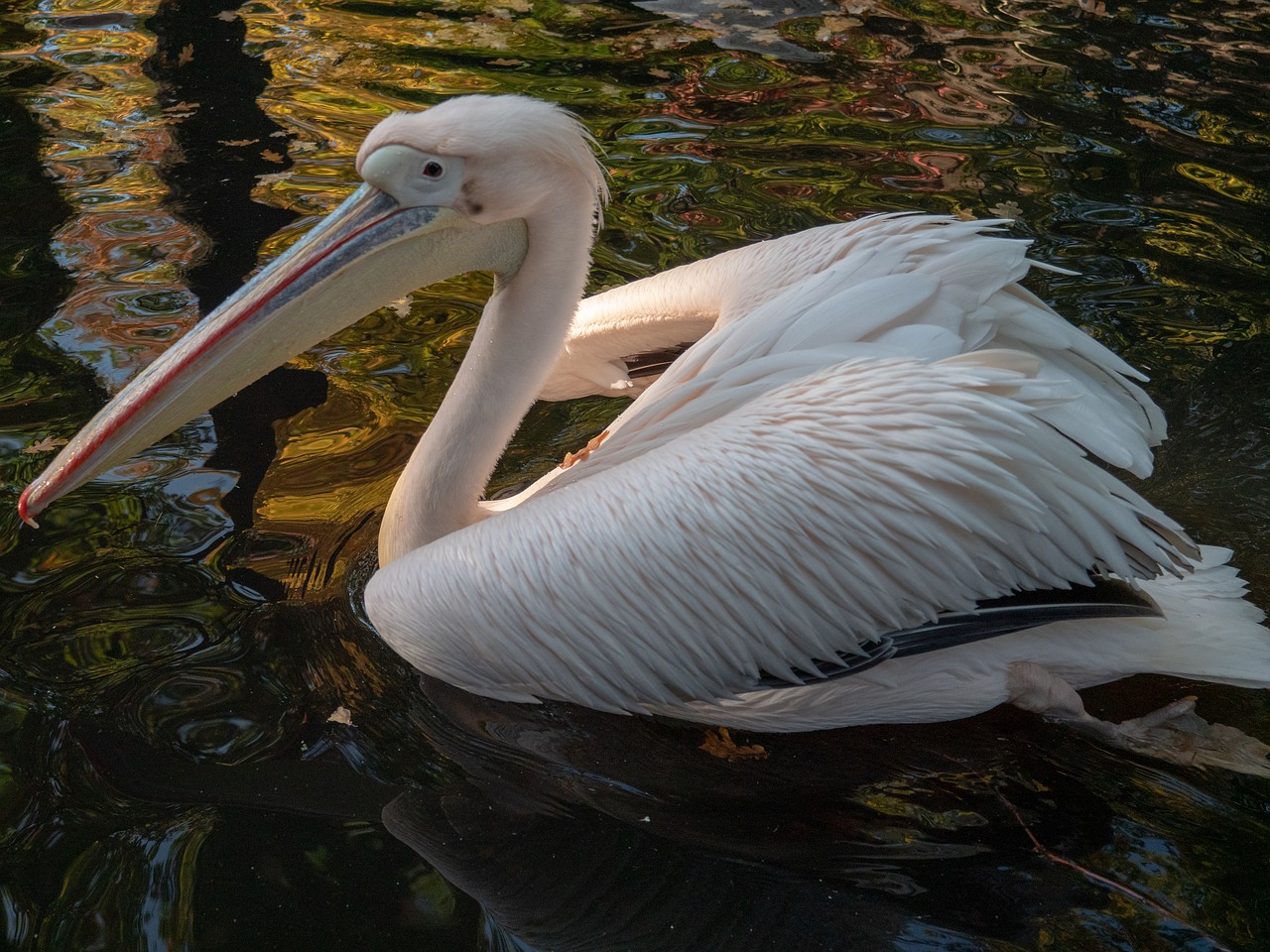 animal  pelikan  bird free photo