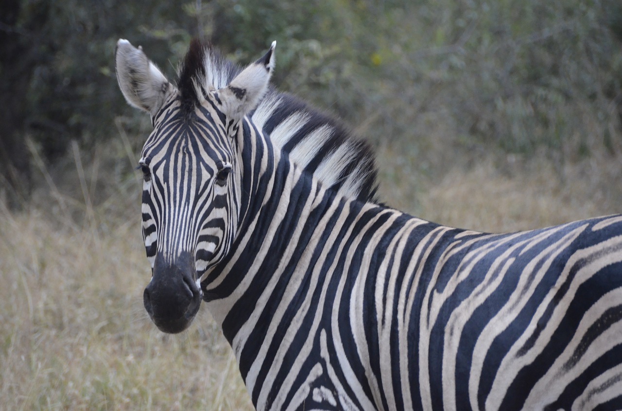 animal  zebra  africa free photo