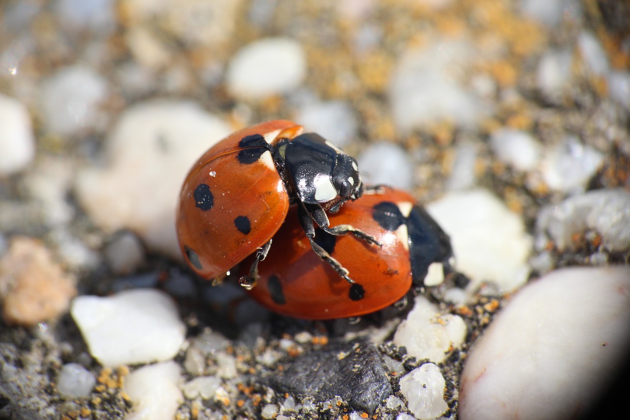 animal  close up  pairing free photo