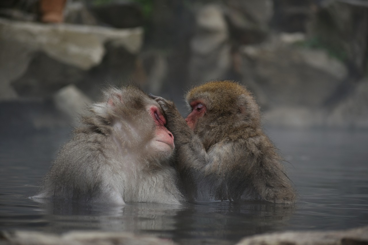 animal  monkey  baby japanese macaque eating leaves free photo