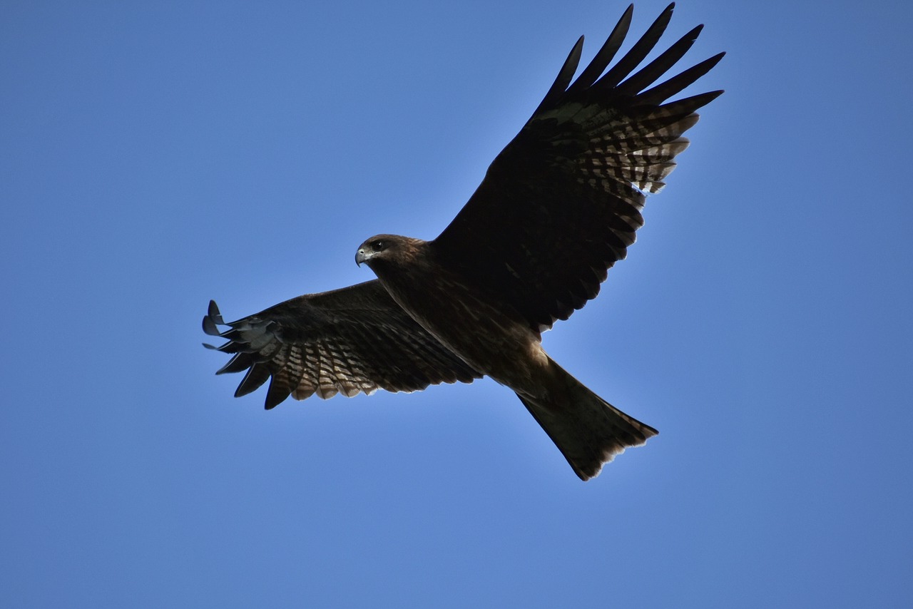 animal  sky  bird free photo