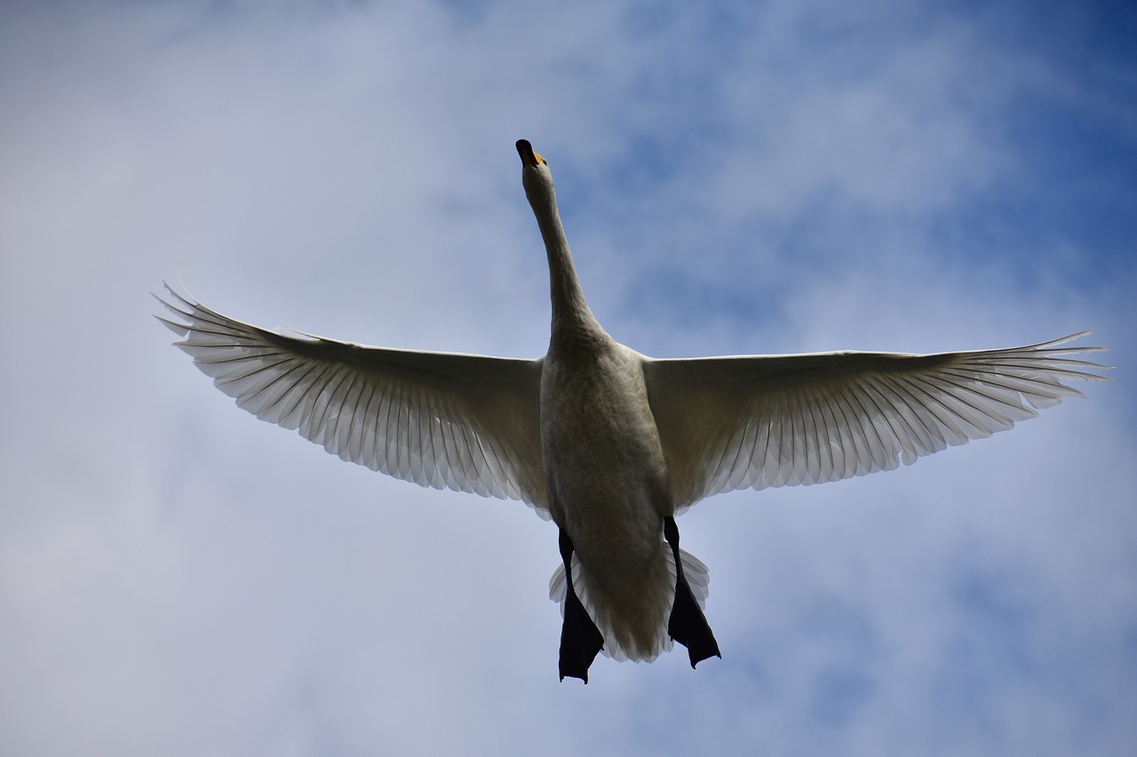 animal  sky  bird free photo