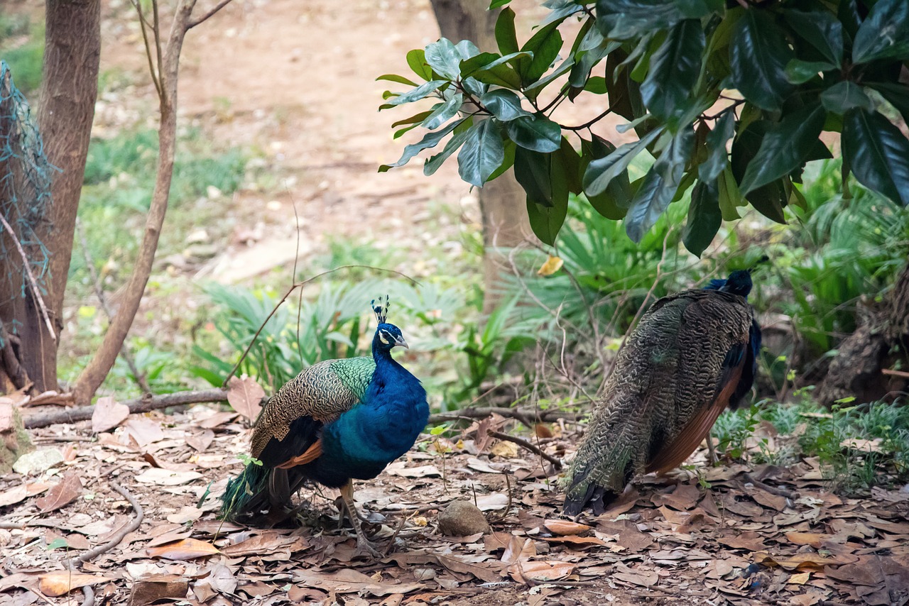 animal  peacock  zoo free photo