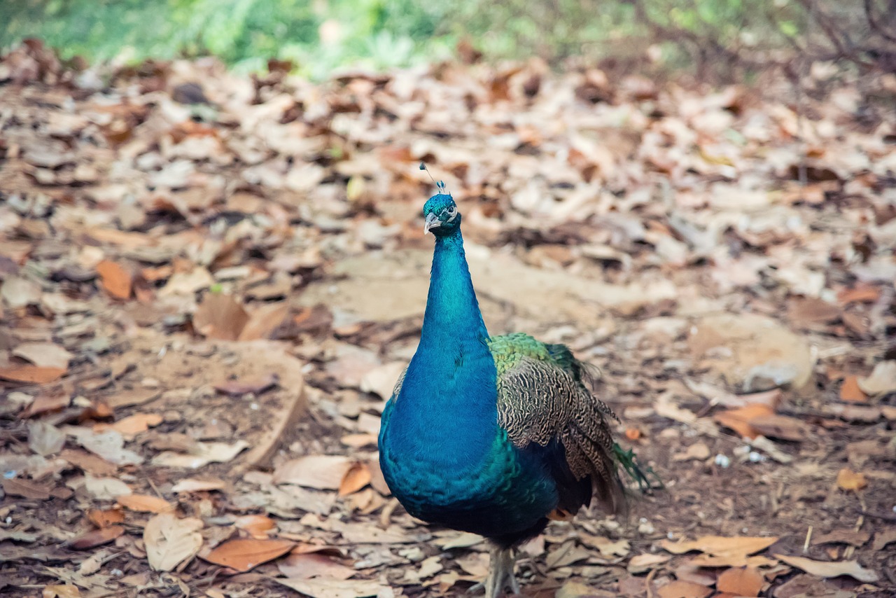 animal  peacock  zoo free photo