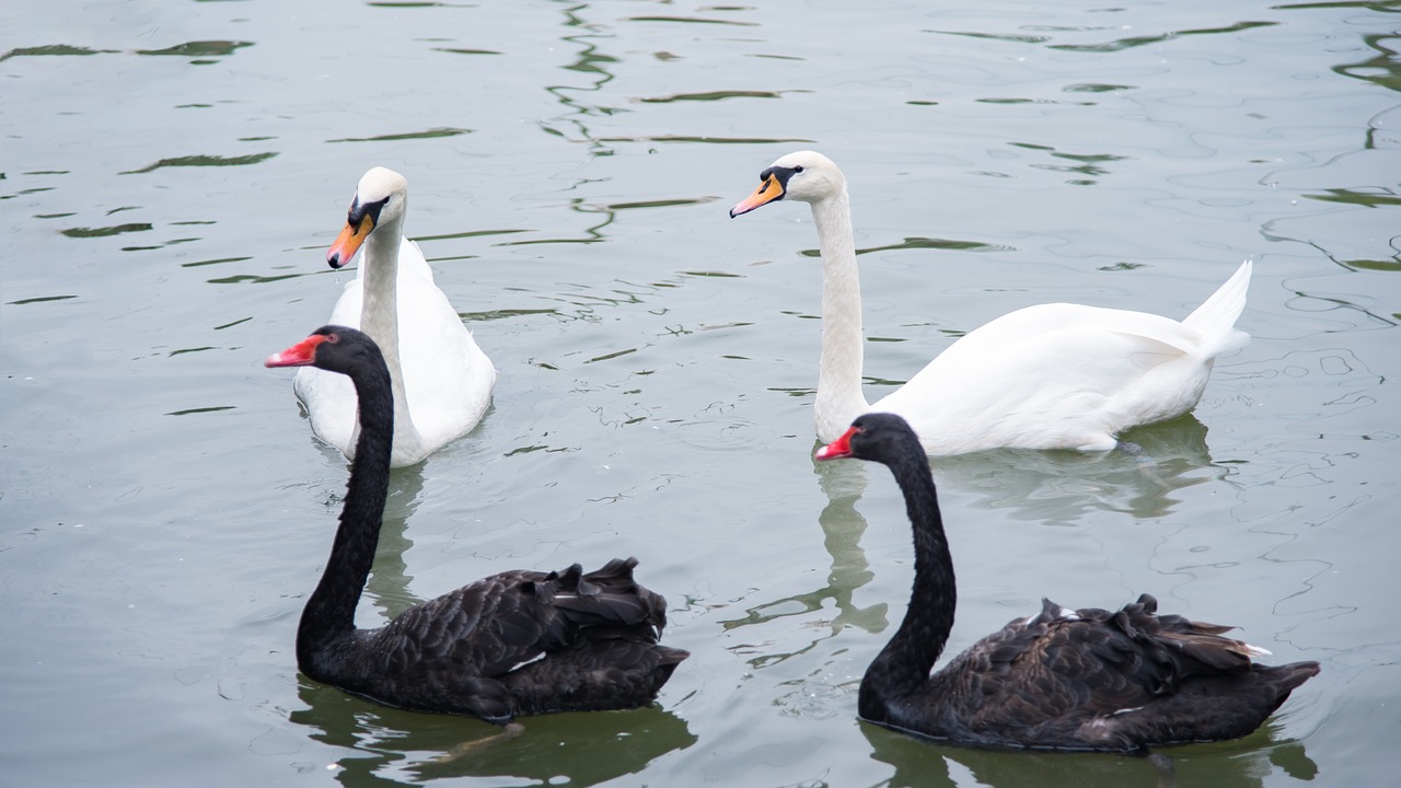 animal  swan  goose free photo