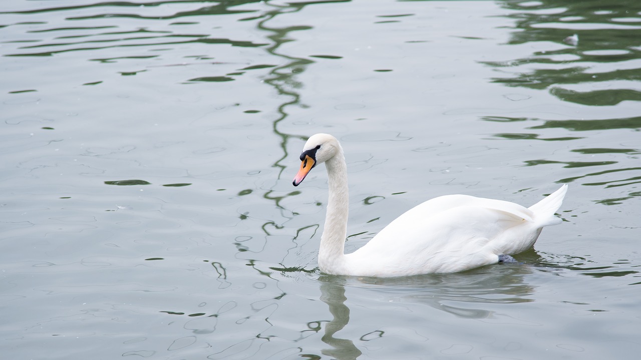 animal  swan  goose free photo