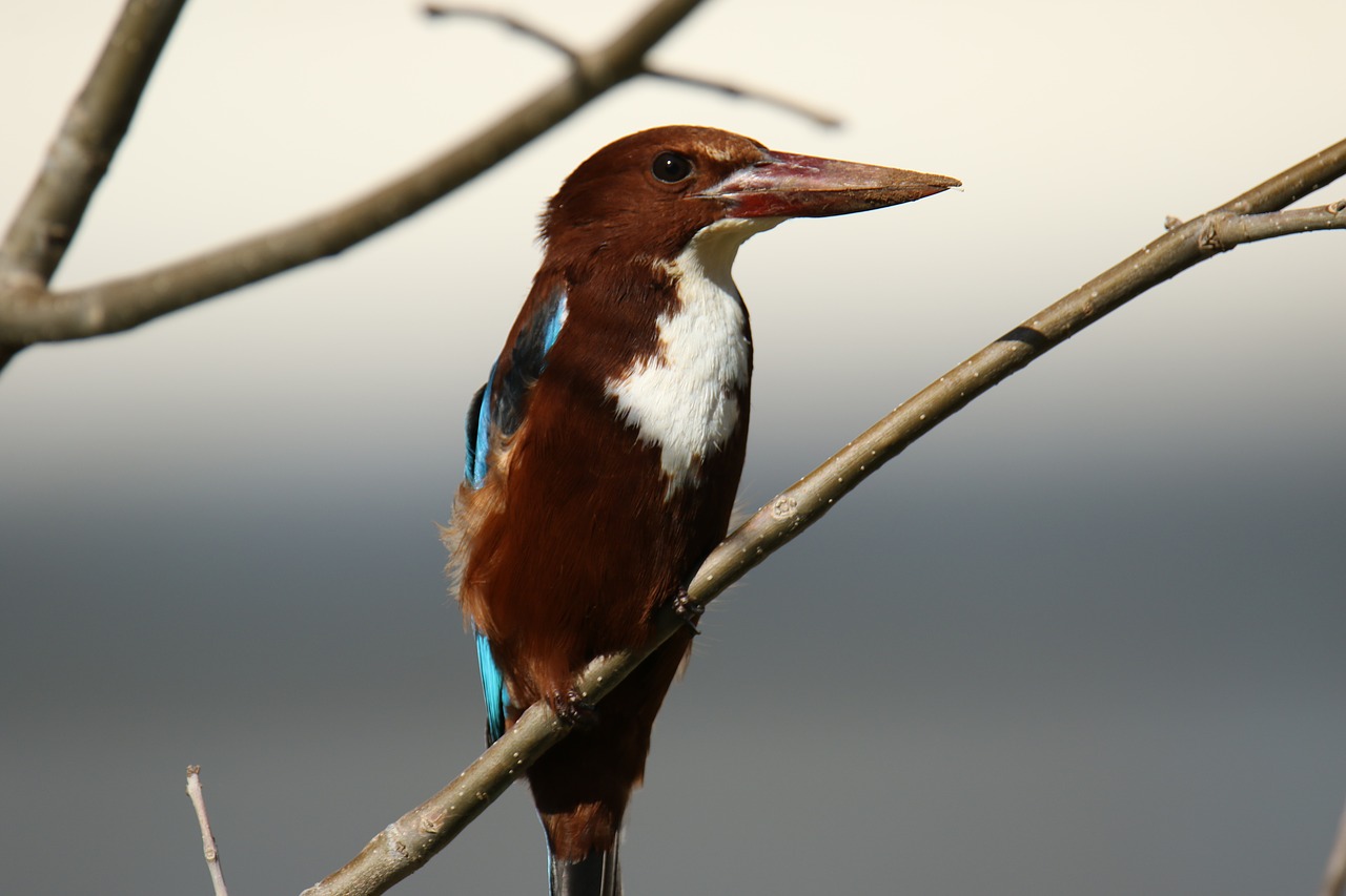 animal  bird  kingfisher free photo