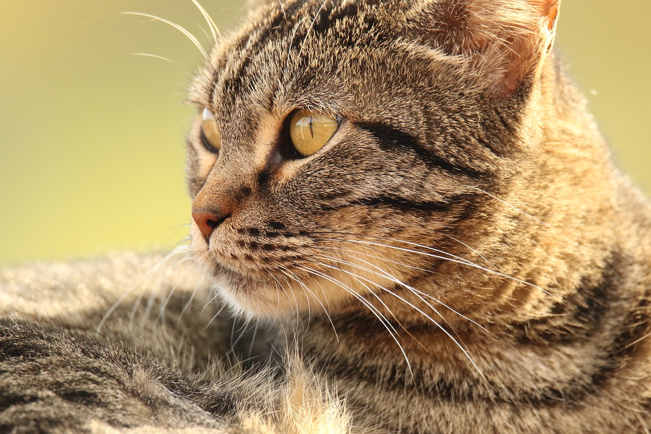 animal  cat  close up free photo