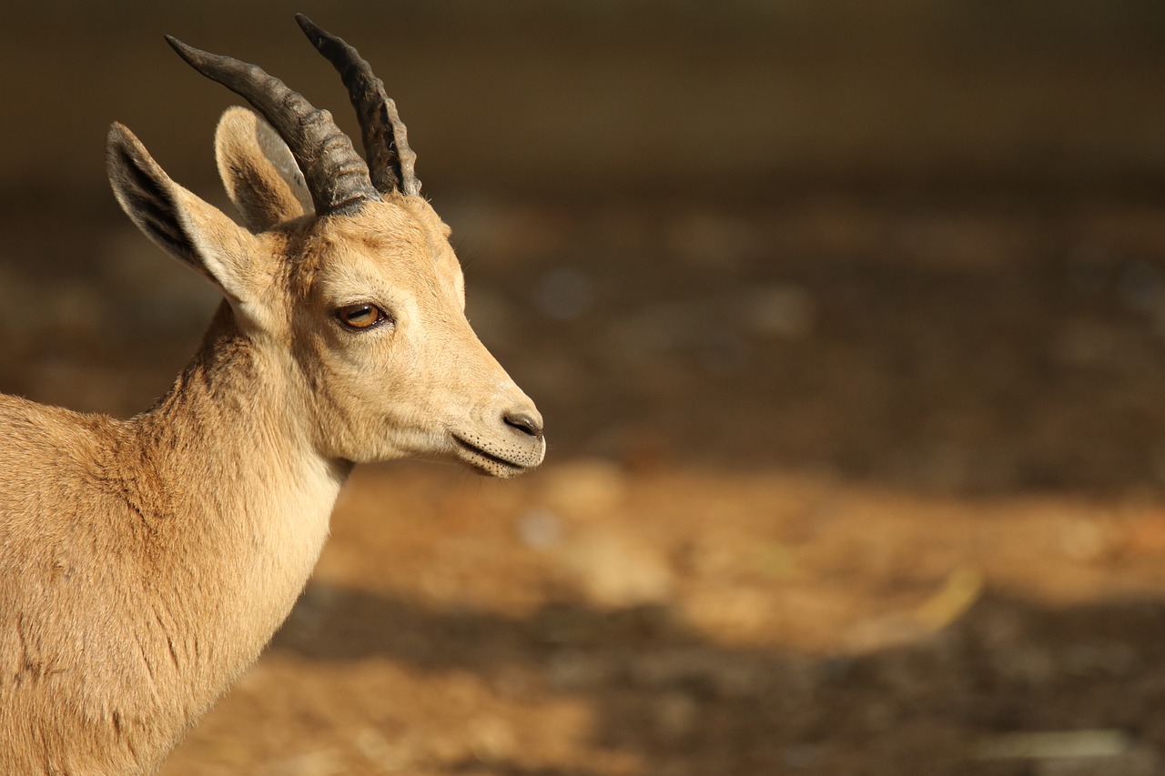 animal  gazelle  brown free photo