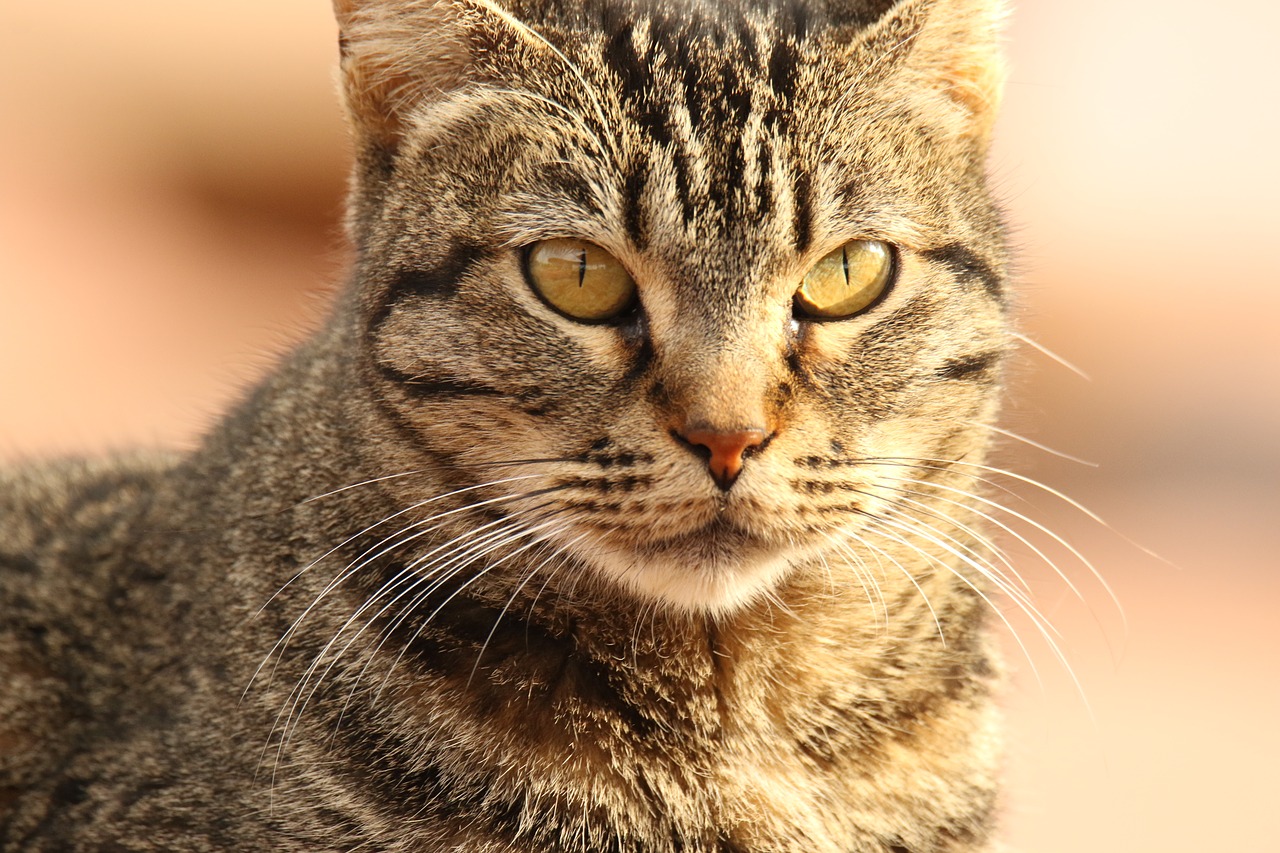 animal  cat  close up free photo