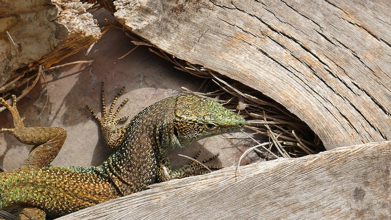 animal  lizard  reptile free photo