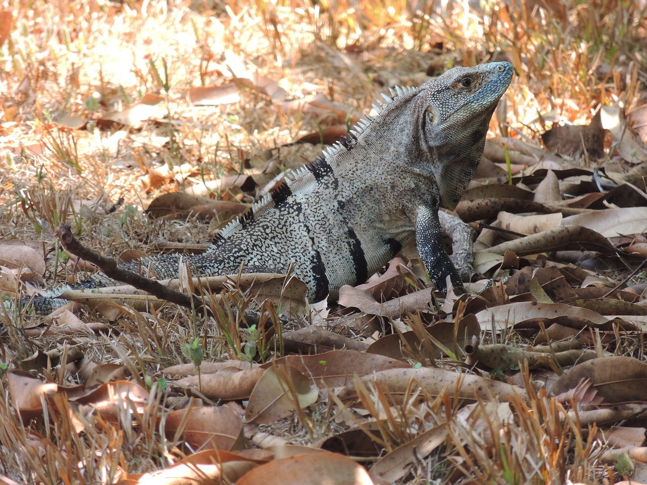 animal iguana reptile free photo