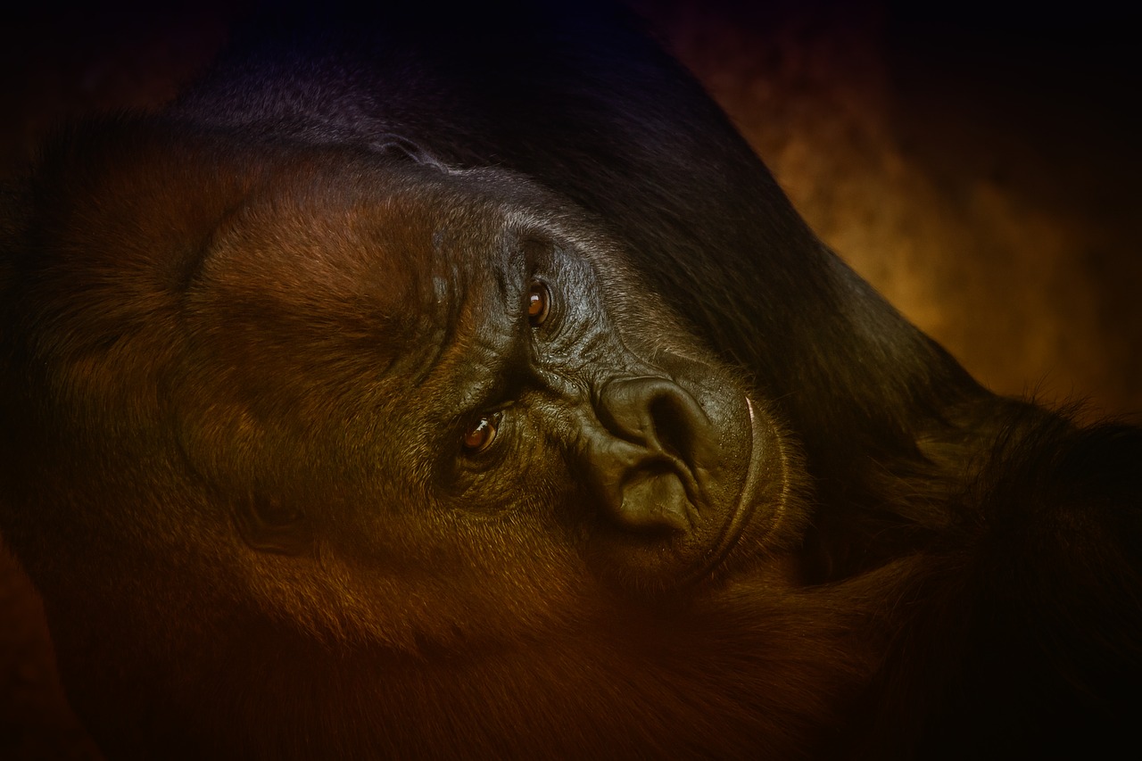 animal  gorilla  monkey free photo