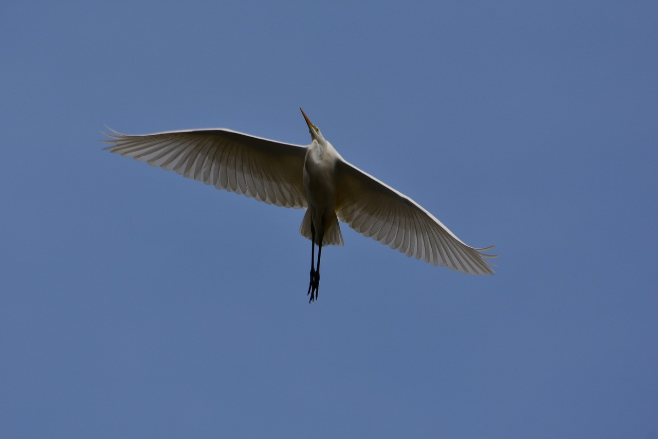 animal  sky  bird free photo