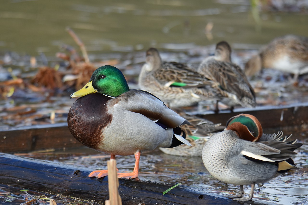 animal  lake  waterside free photo