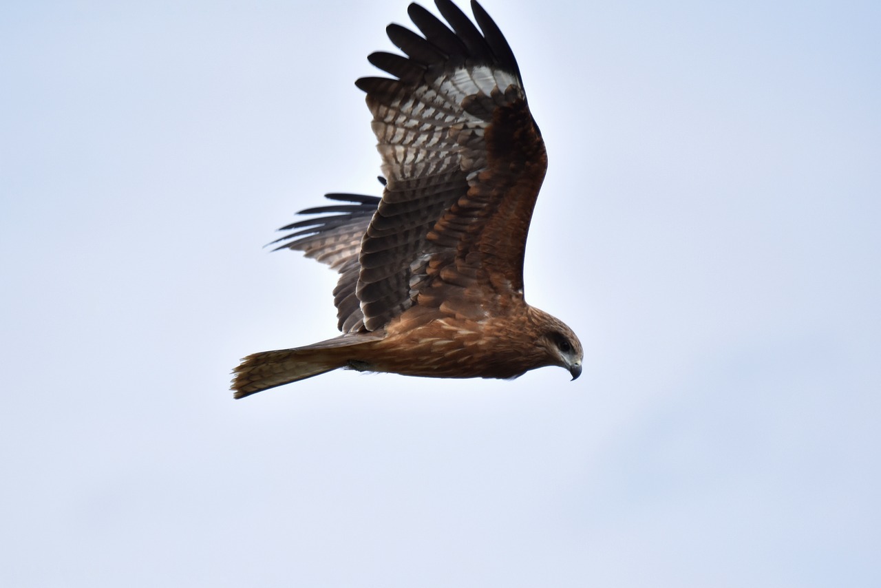 animal  sky  bird free photo