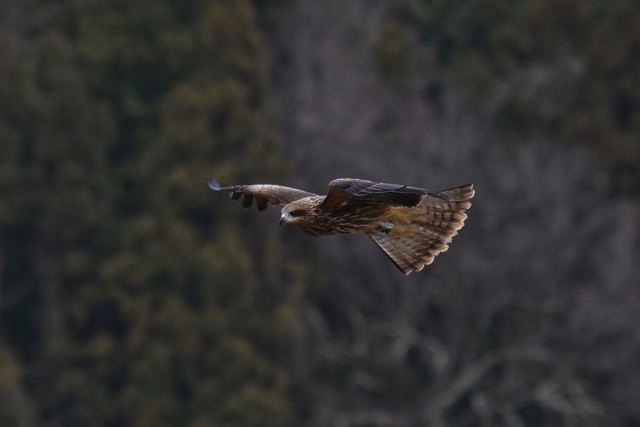 animal  forest  bird free photo