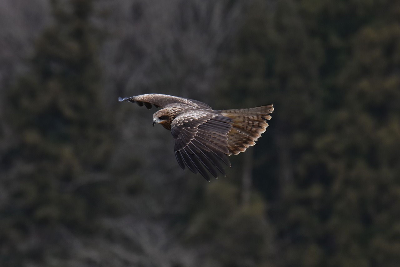 animal  forest  bird free photo