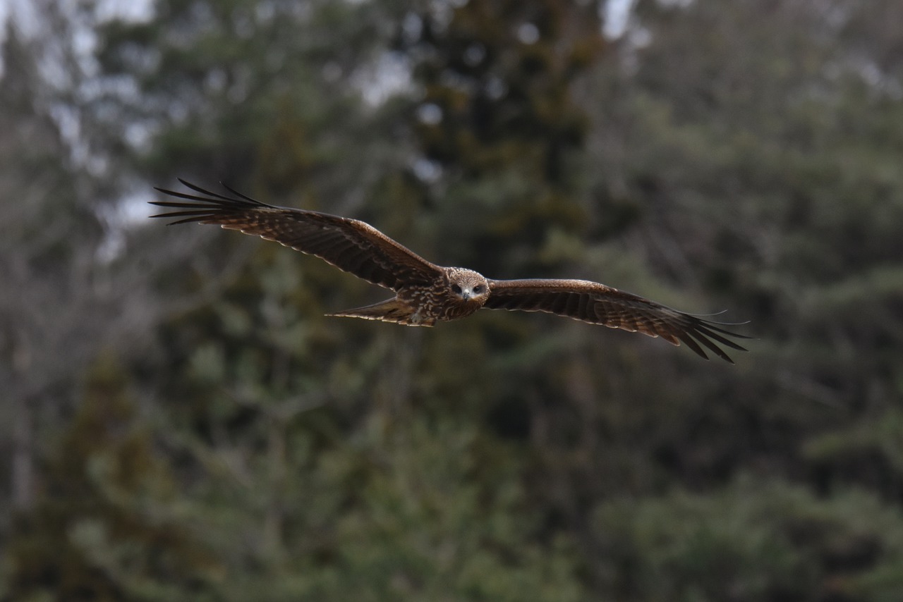 animal  forest  bird free photo