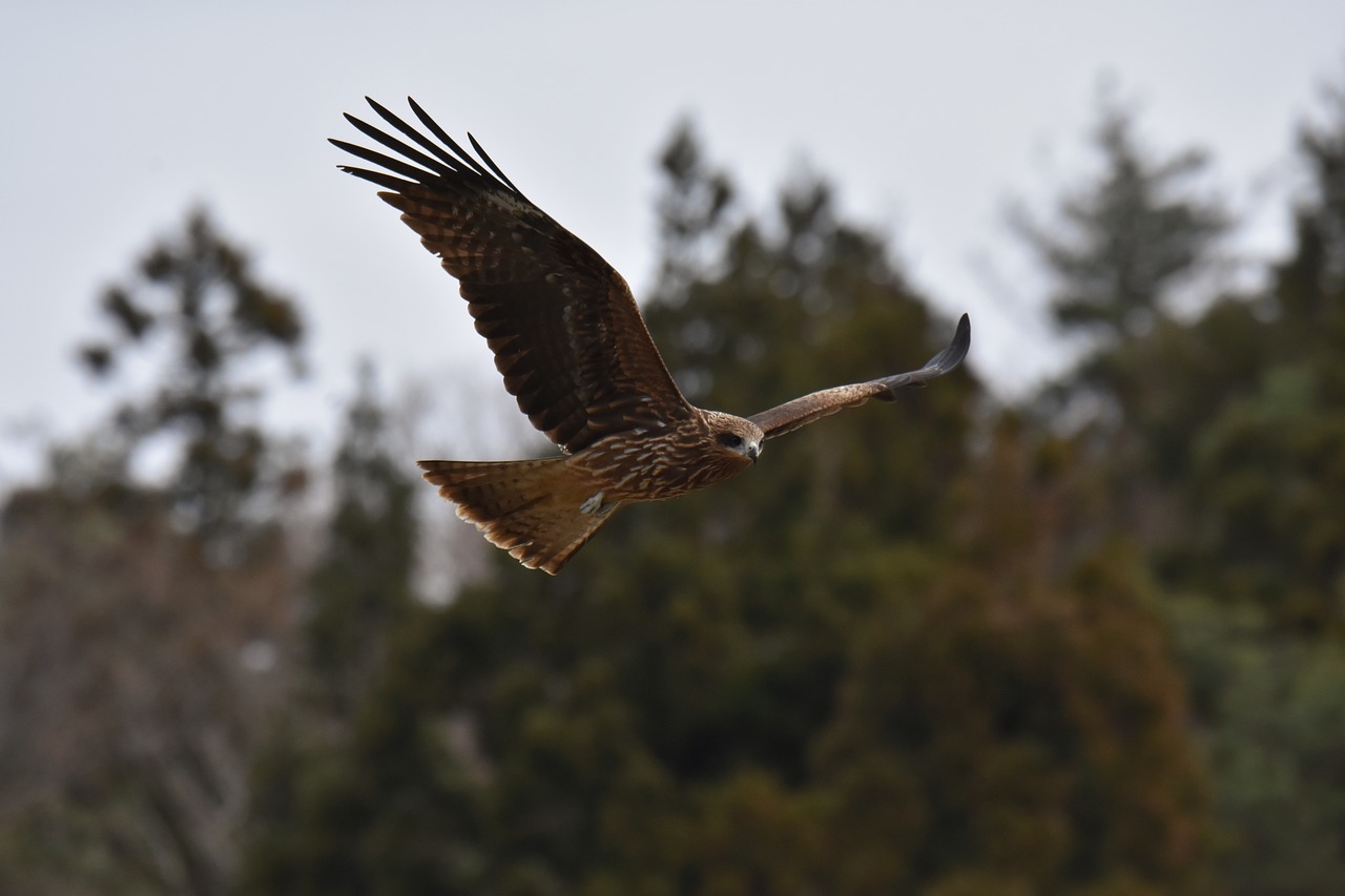 animal  forest  bird free photo