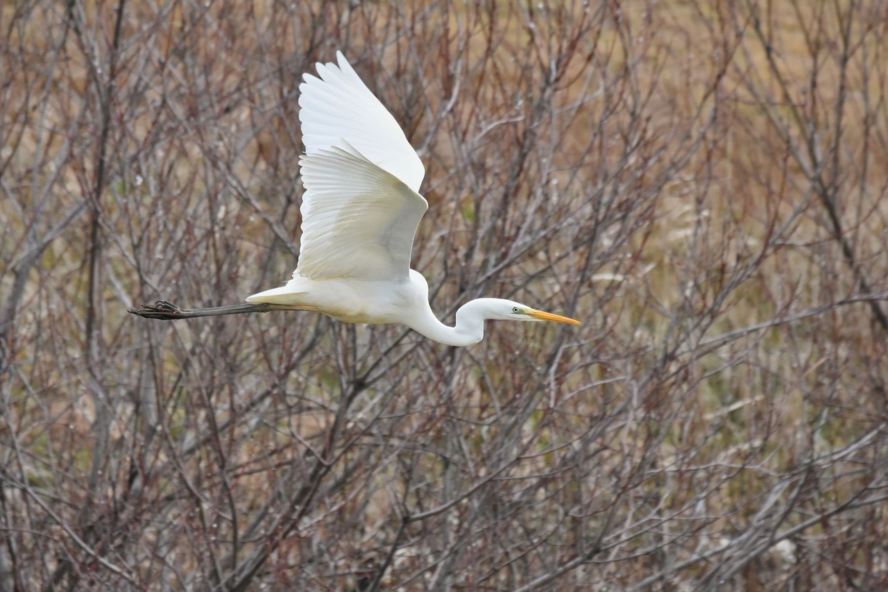 animal  river  waterside free photo